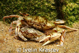 "Love is in the sea".Latin name- Partunus holsatus.Bulgar... by Ivelin Krastev 